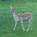 Fallow Deer Fawn