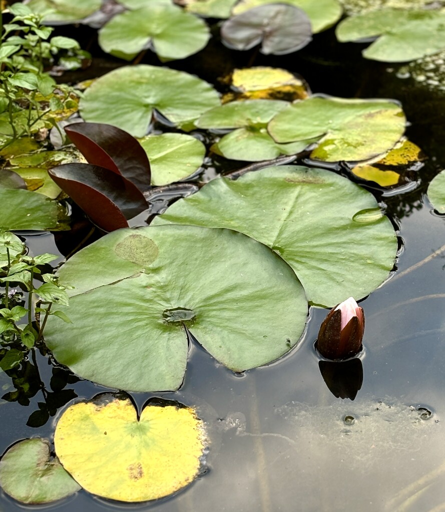 Lily pads by lizgooster