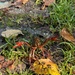 Eye to eye with a crayfish for the first time