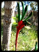 21st Sep 2024 - Red and Green Kangaroo Paws