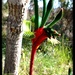 Red and Green Kangaroo Paws