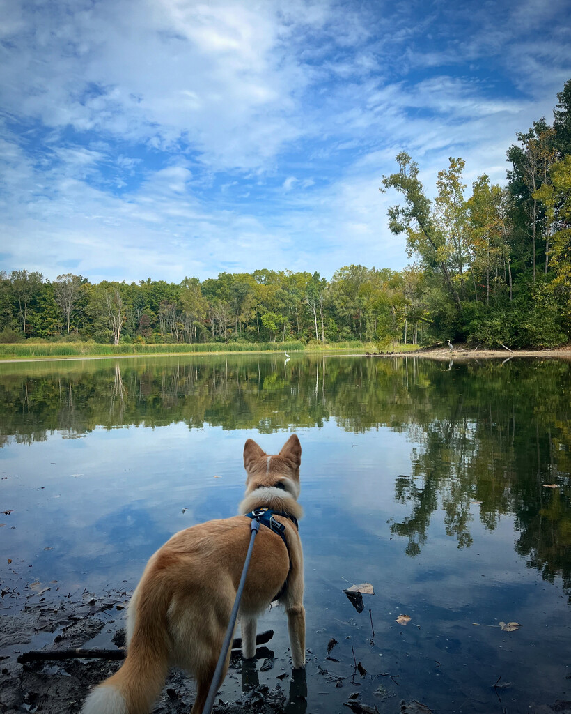 Maybury State Park  by annymalla