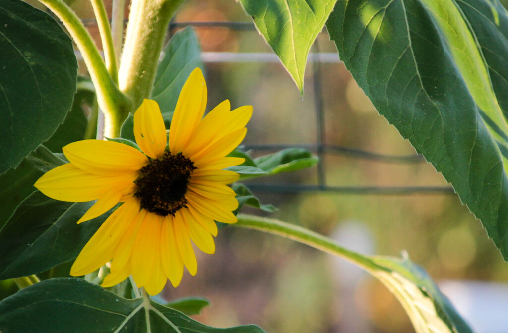 Sunflower by mittens