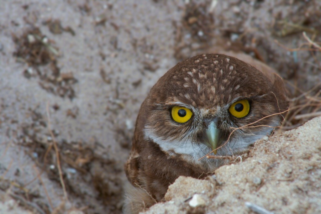 Owl Be Seeing You by photohoot