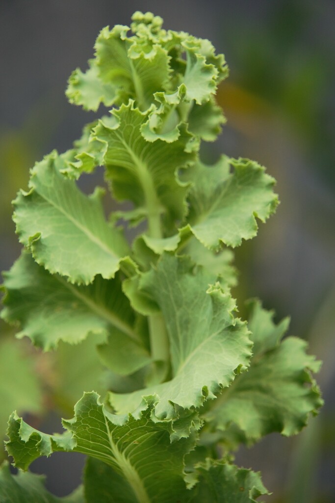 Bok Choy by photohoot