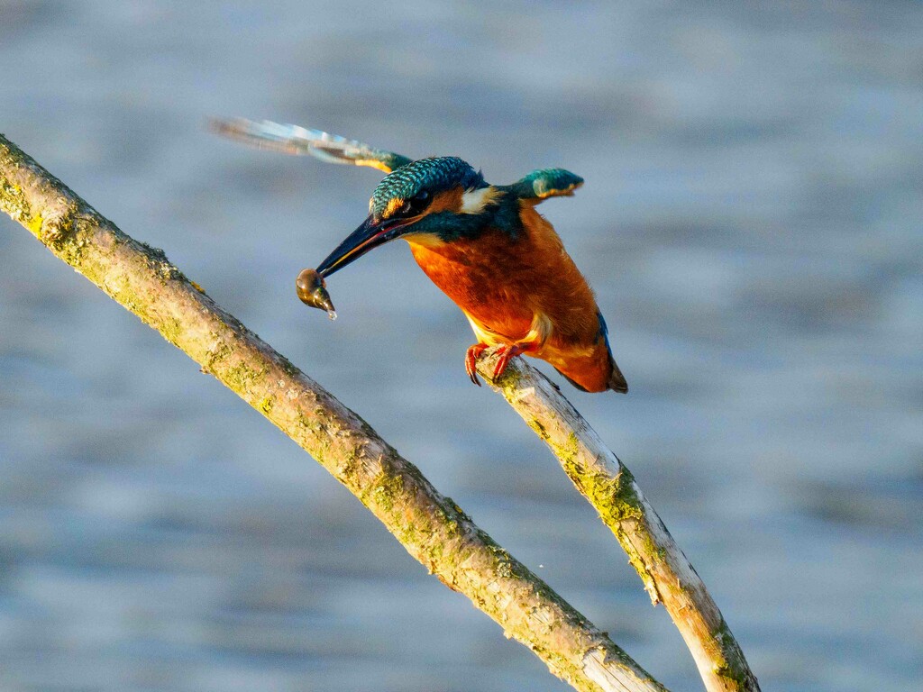 Kingfisher  by padlock