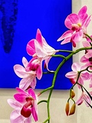 21st Sep 2024 - Orchids in Blue 