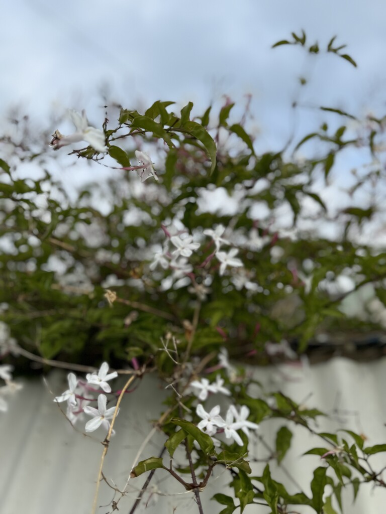 Jasmine flowers  by alison59