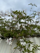 21st Sep 2024 - Jasmine flowers 