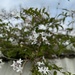 Jasmine flowers 