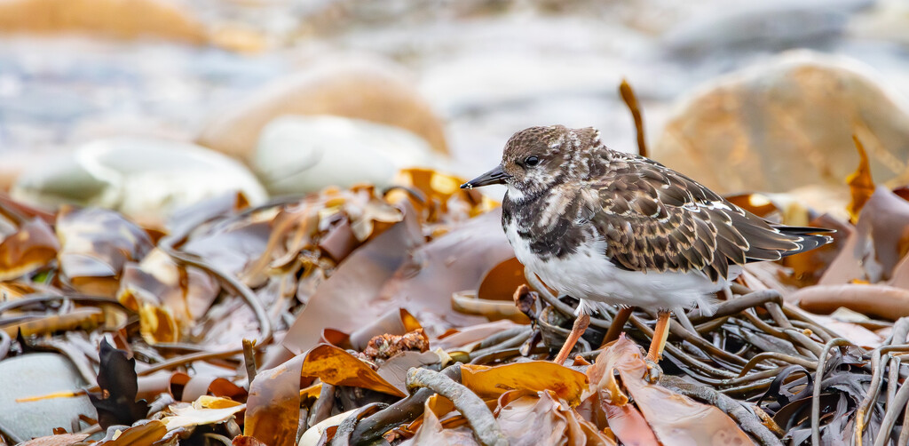 Turnstone by lifeat60degrees