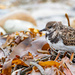 Turnstone