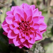 21st Sep 2024 - Dahlia