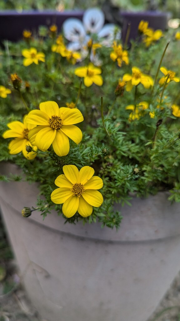 Flower Pot by julie