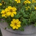 Flower Pot