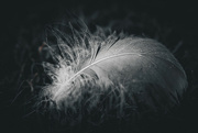 21st Sep 2024 - Discarded feather