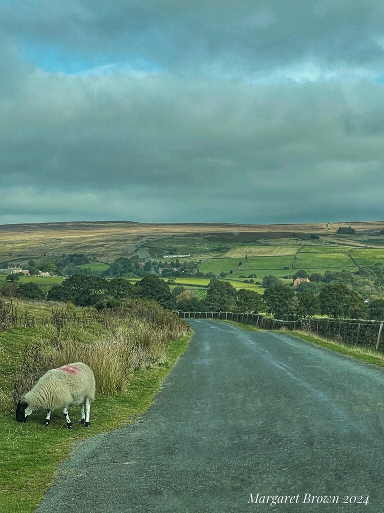 Looking towards Commondale  by craftymeg