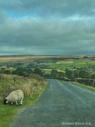 21st Sep 2024 - Looking towards Commondale 