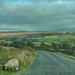 Looking towards Commondale 