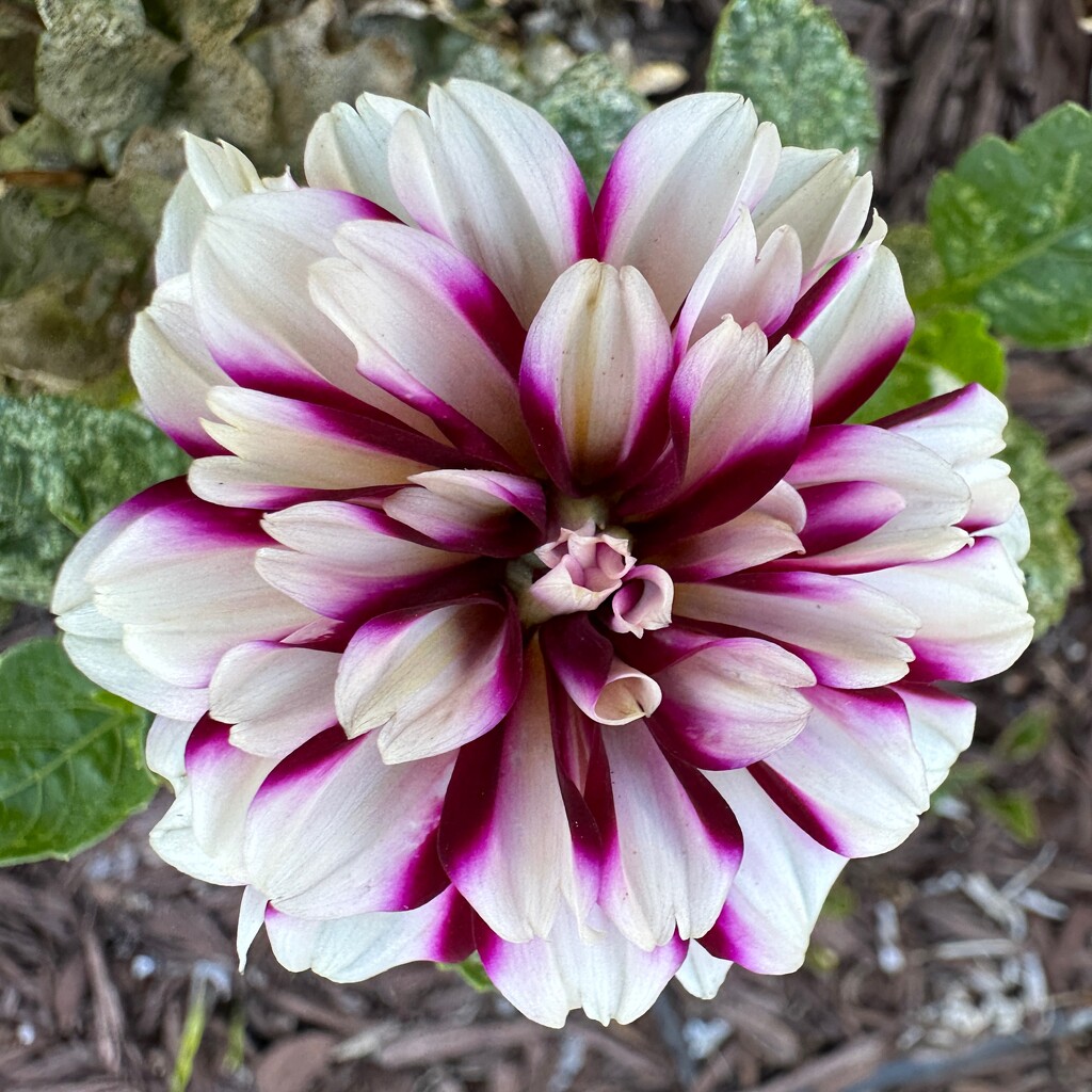 Dahlia #6 by shutterbug49