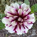 Dahlia #6