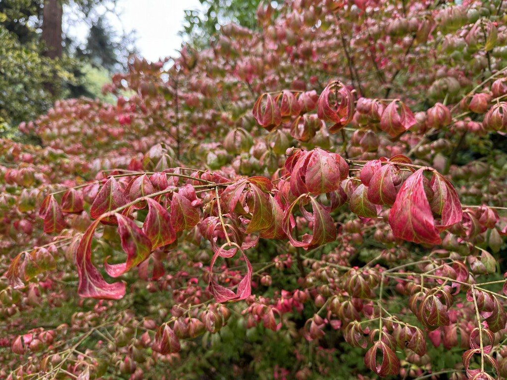 Early Autumn Colour by susiemc