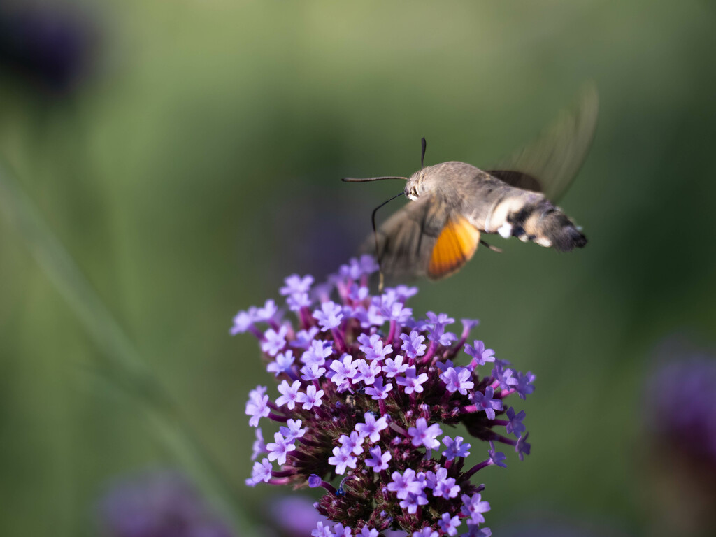 The hummingbird hawk-moth  by haskar