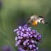 The hummingbird hawk-moth 