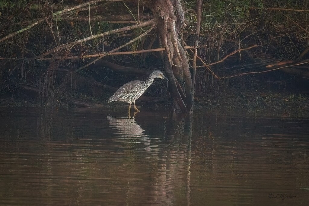 LHG_3602Juvy yellow crown night heron by rontu