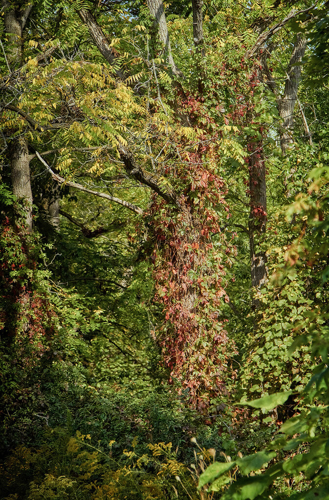 There's a tree in there . . .somewhere. by gardencat