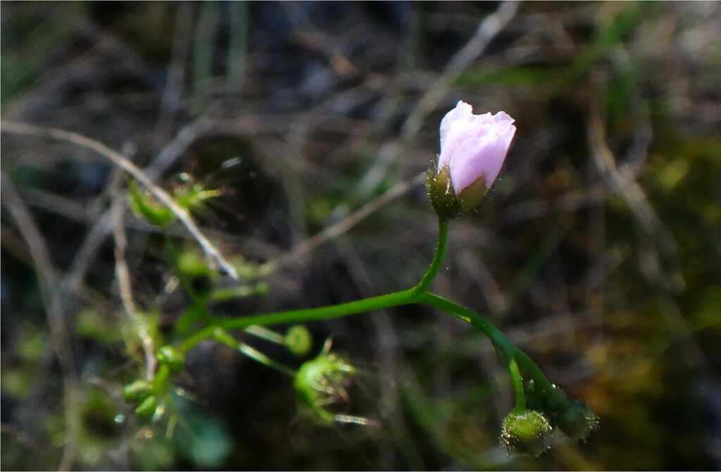 Springtime flowers #9 by robz