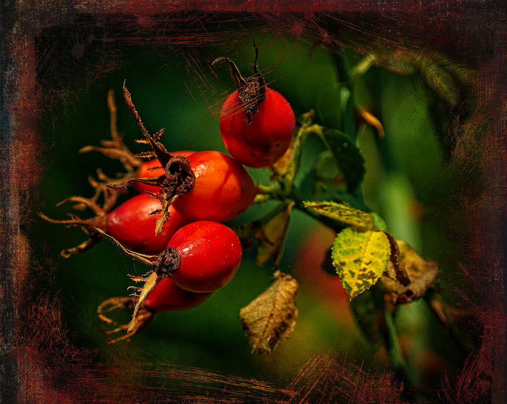 Rose Hip Bounty by gardencat