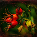 Rose Hip Bounty