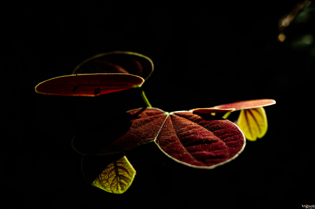 Butterfly leaves by vignoli