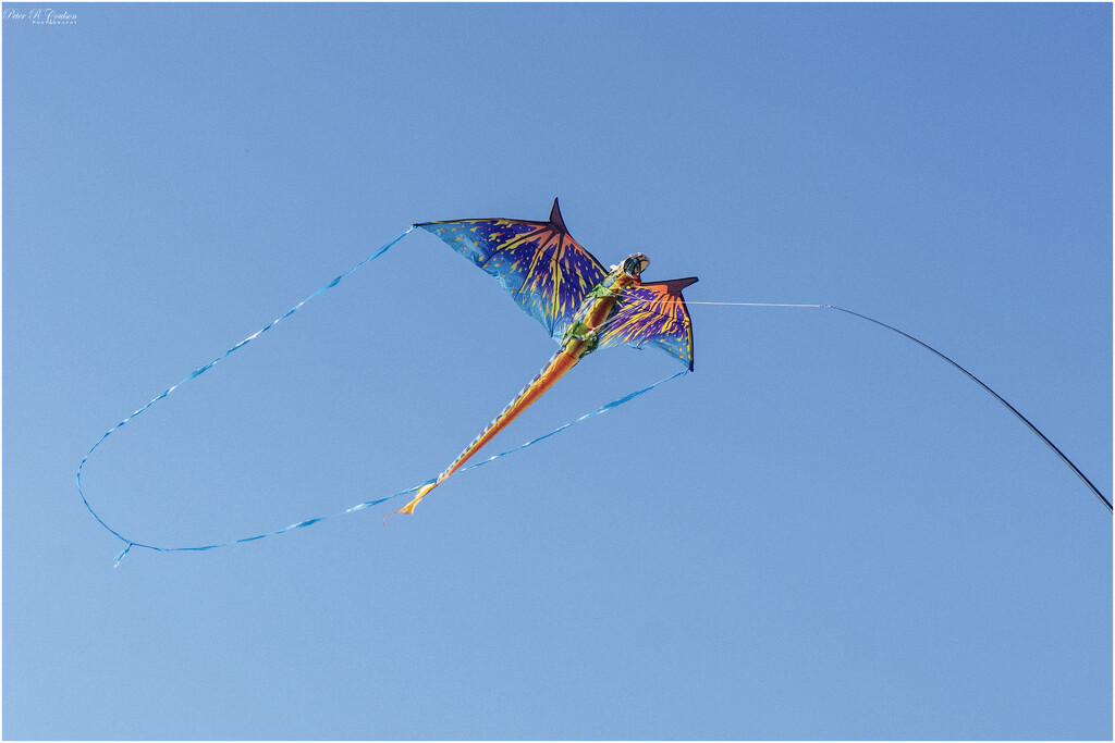 Large Dragon Kite by pcoulson