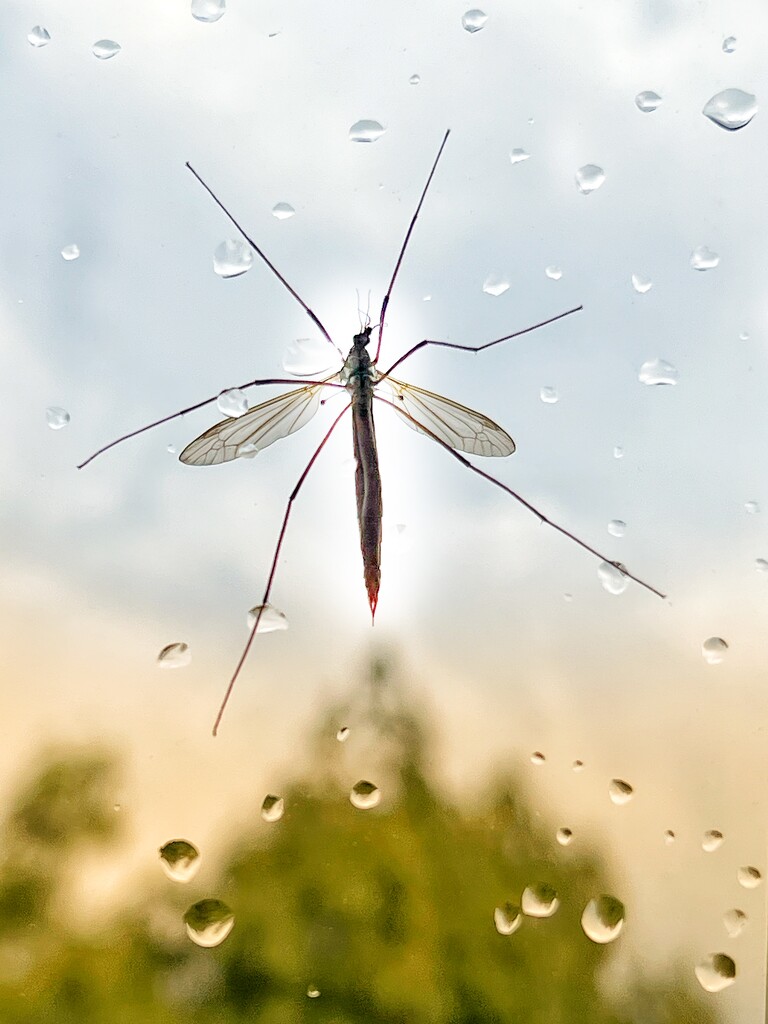 Crane fly by tinley23