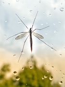 20th Sep 2024 - Crane fly