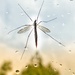 Crane fly