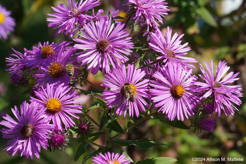 Purple Asters by falcon11