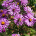 Purple Asters