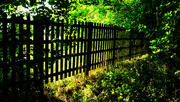 21st Sep 2024 - The fence...