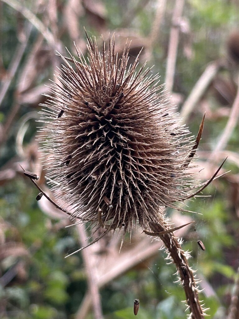 Teasel  by phil_sandford