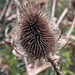 Teasel 