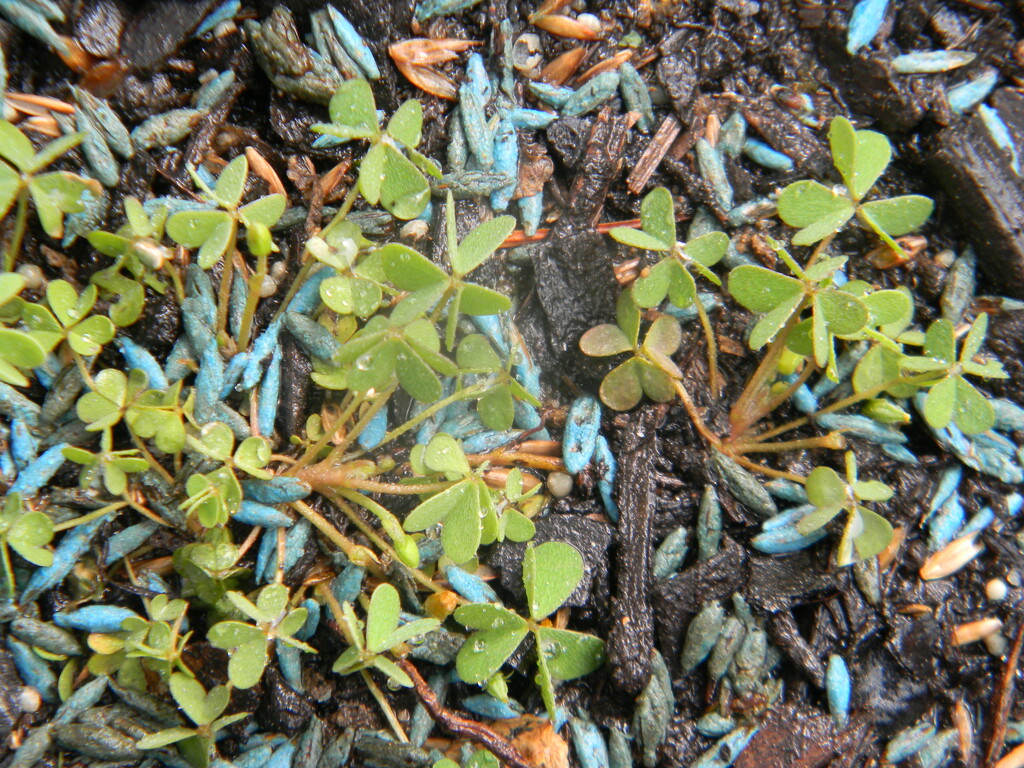 Clovers in Backyard  by sfeldphotos