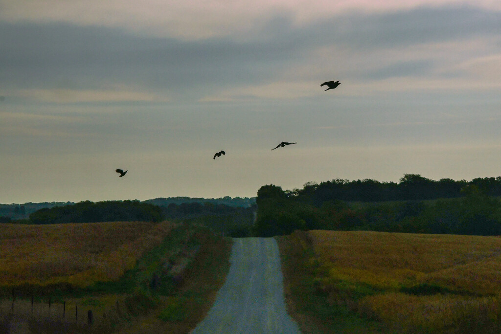 Crow Quartet by kareenking