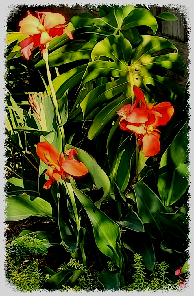 Canna Lily's ~ by happysnaps