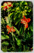 22nd Sep 2024 - Canna Lily's ~