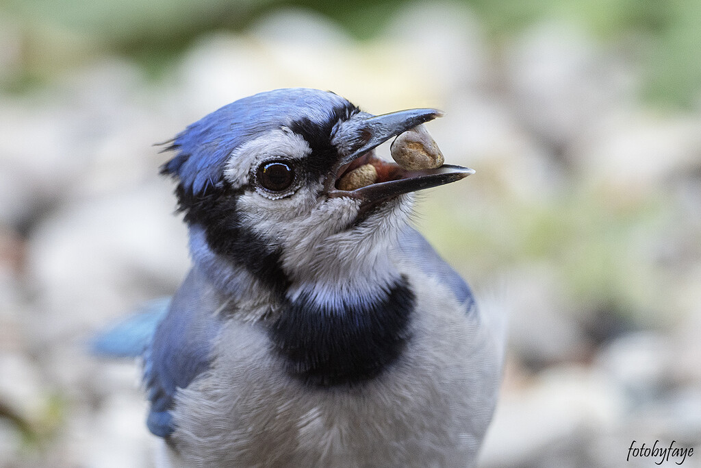 What ya got Blue Jay? by fayefaye