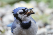 21st Sep 2024 - What ya got Blue Jay?