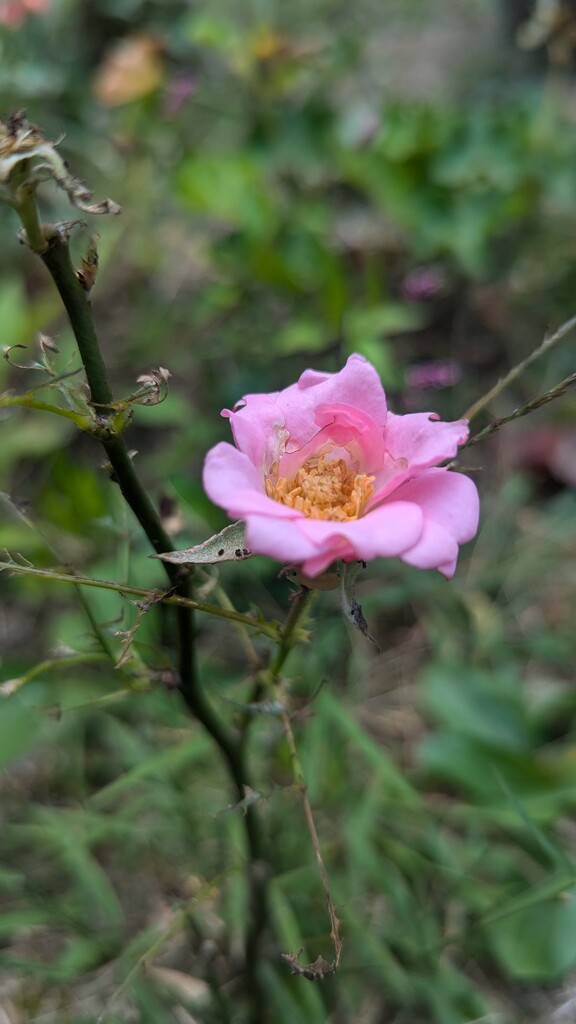 Little Pink Rose by julie